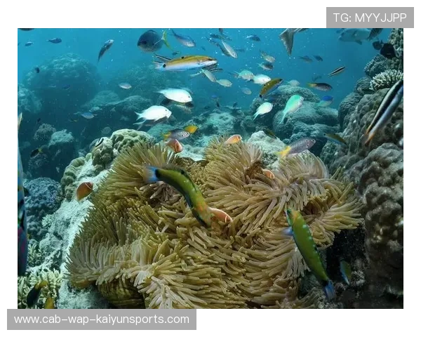 海洋深潜挑战赛，探索海底未知的奇幻旅程，海洋深潜世界纪录